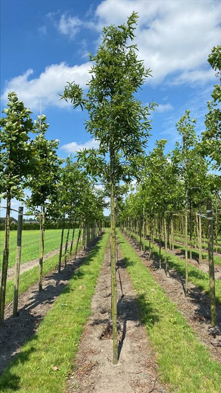 Quercus phellos