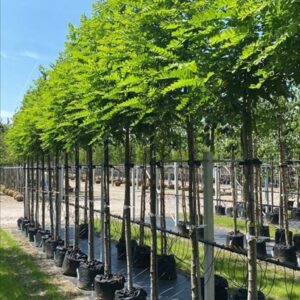 Robinia ps. ‘Bessoniana’