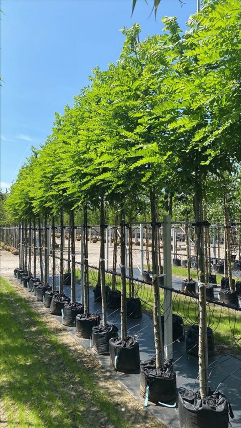 Robinia ps. ‘Bessoniana’