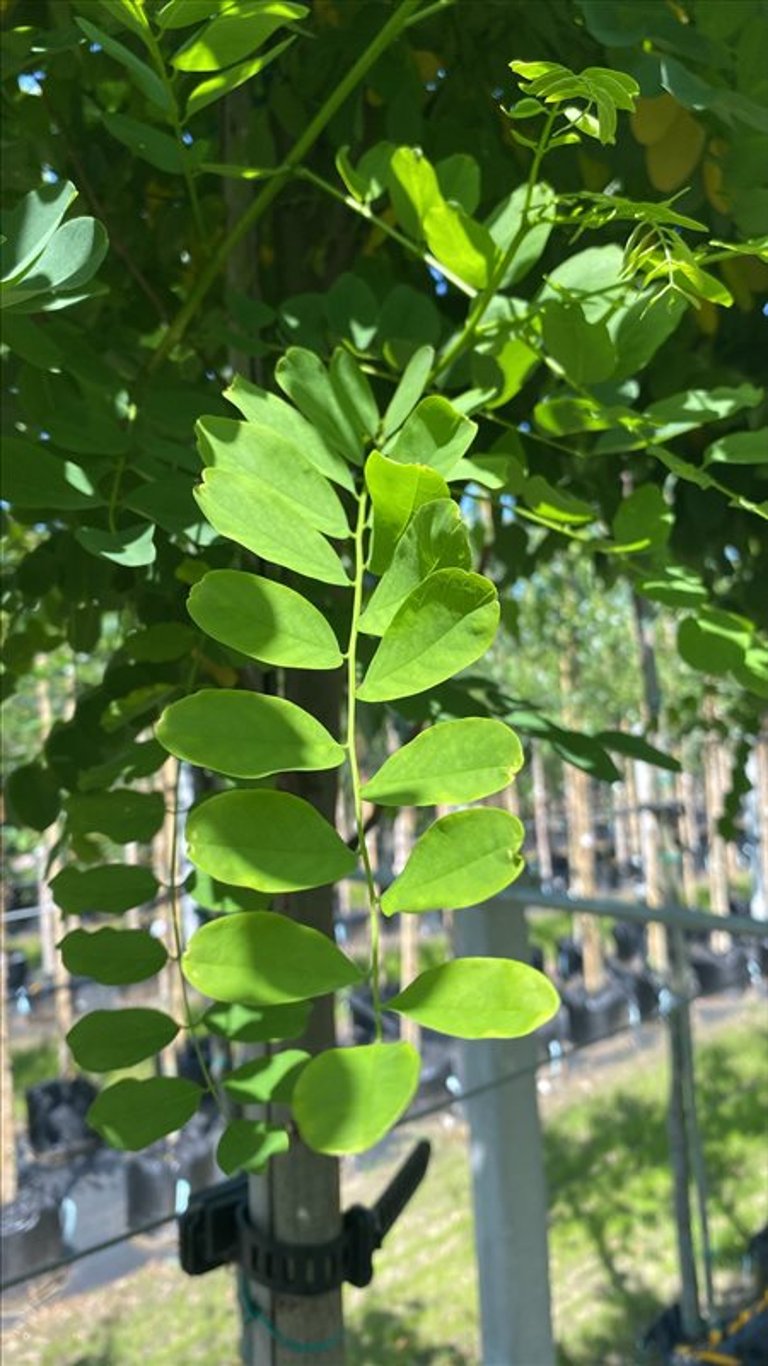 Robinia ps. ‘Bessoniana’
