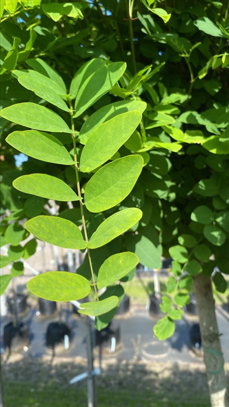 Robinia ps. ‘Umbraculifera’