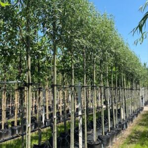 Salix alba ‘Belders’