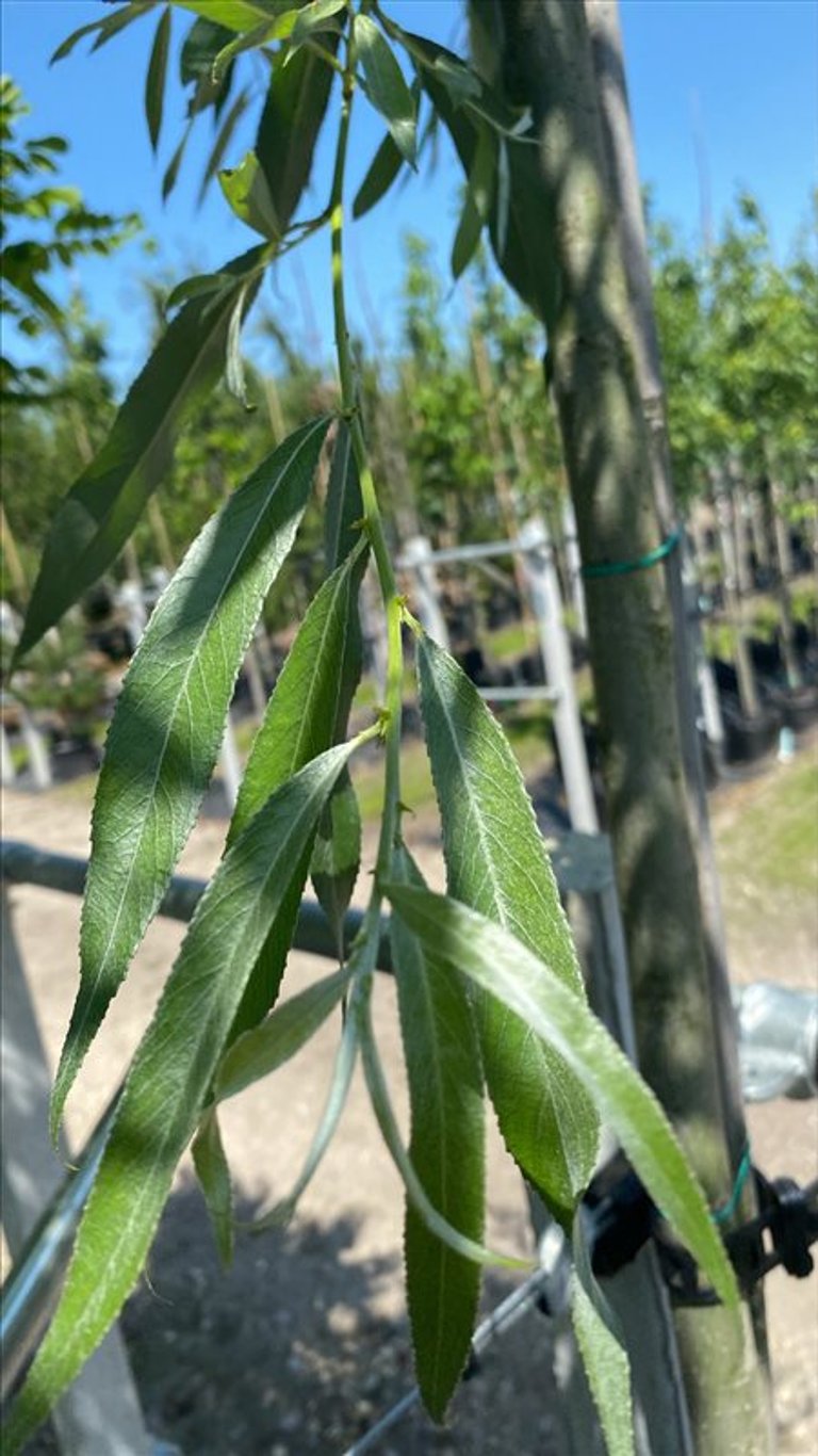 Salix alba ‘Belders’