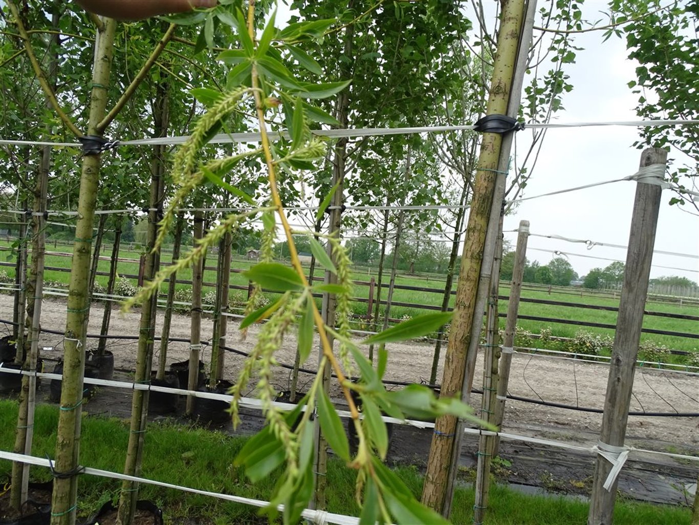 Salix alba ‘Chermesina’