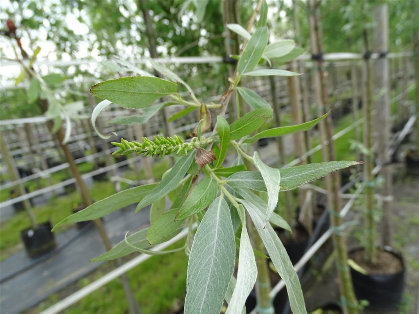 Salix alba ‘Sericea’