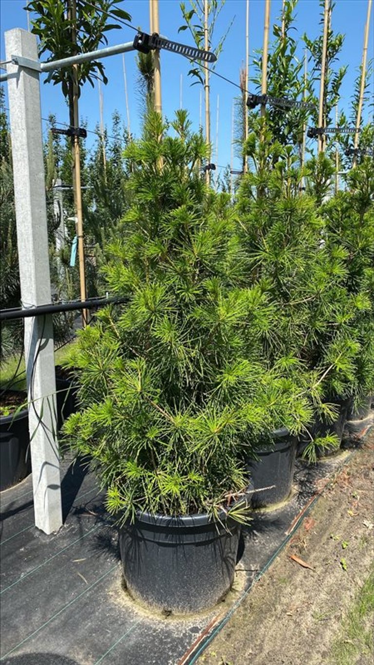 Sciadopitys verticillata