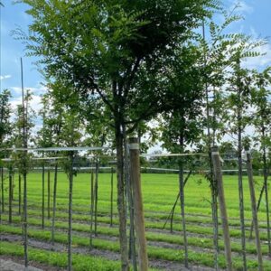 Sophora japonicum