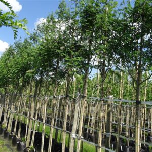 Sorbus auc. ‘Rossica Major’