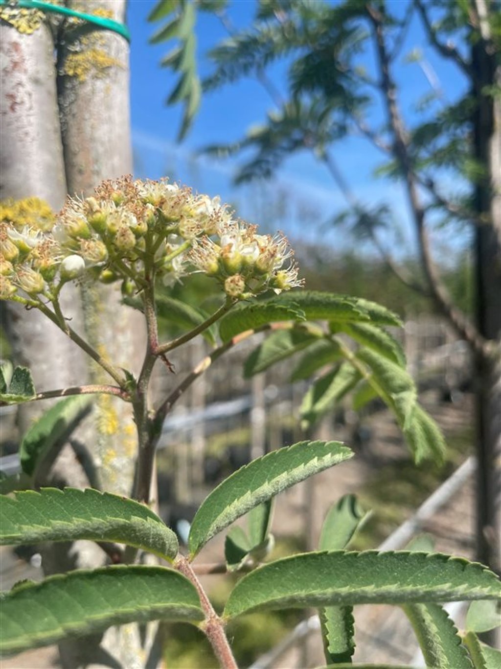 Sorbus auc. ‘Sheerwater Seedling’