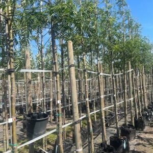 Sorbus ‘Dodong’