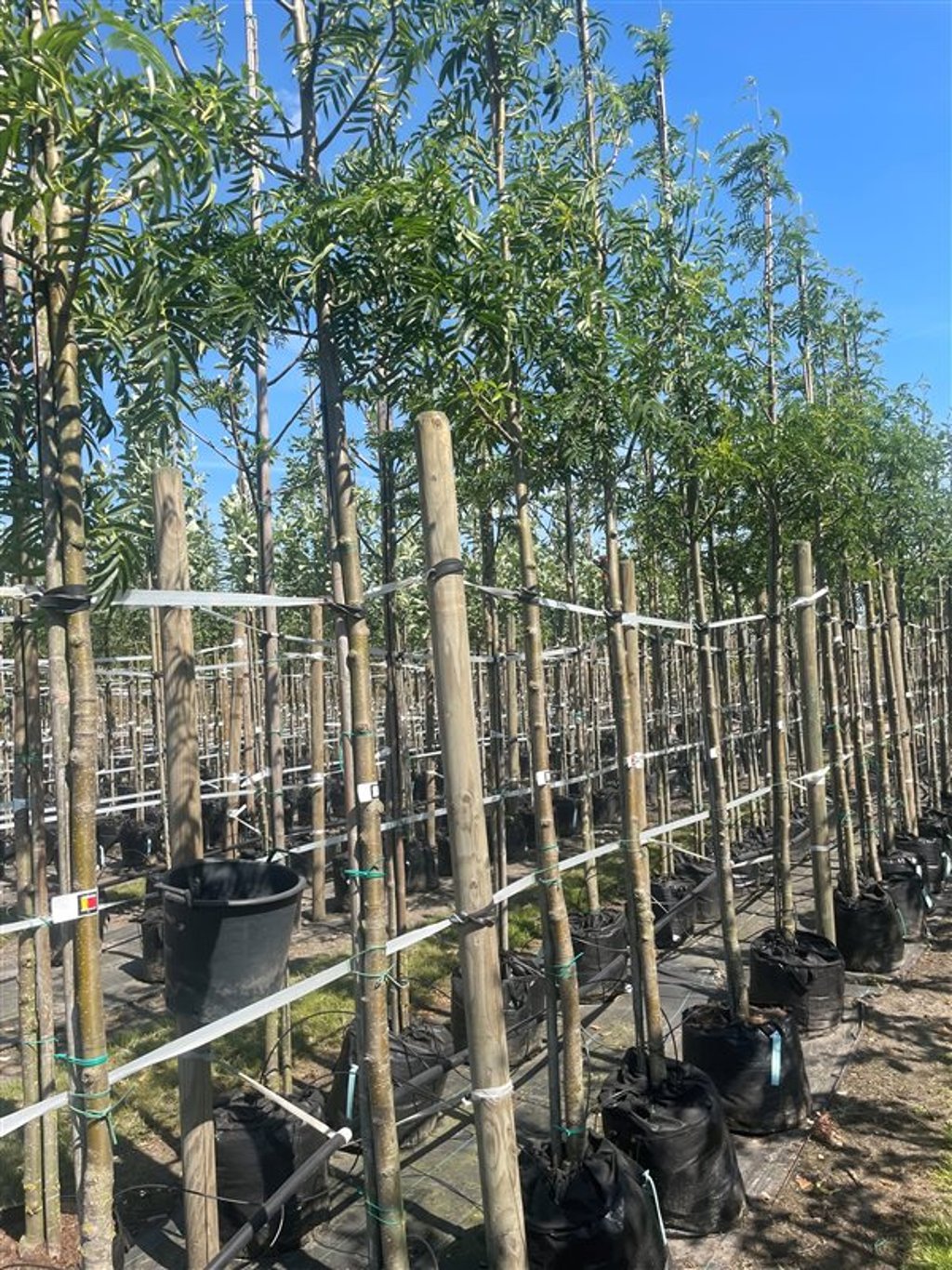 Sorbus ‘Dodong’