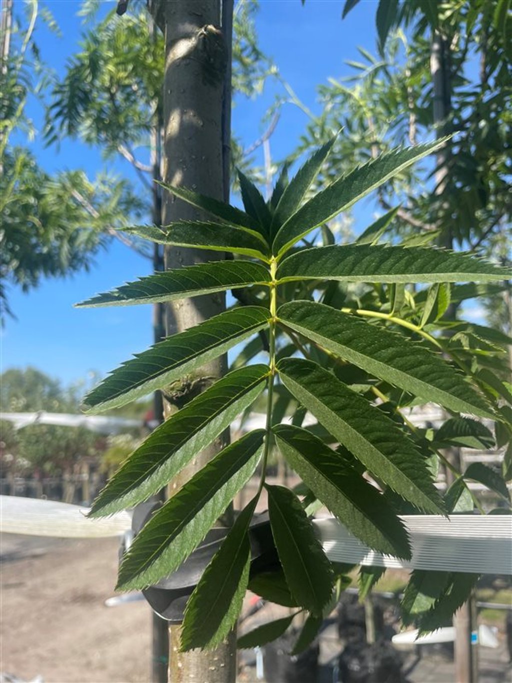 Sorbus ‘Dodong’