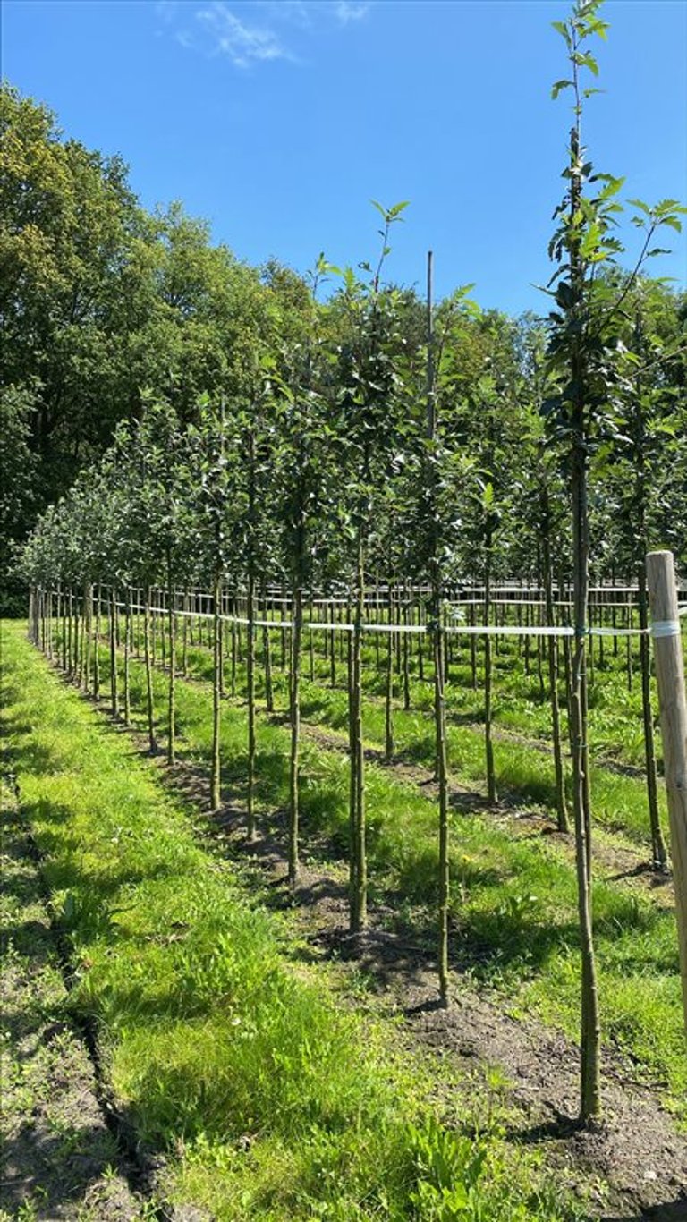 Sorbus intermedia