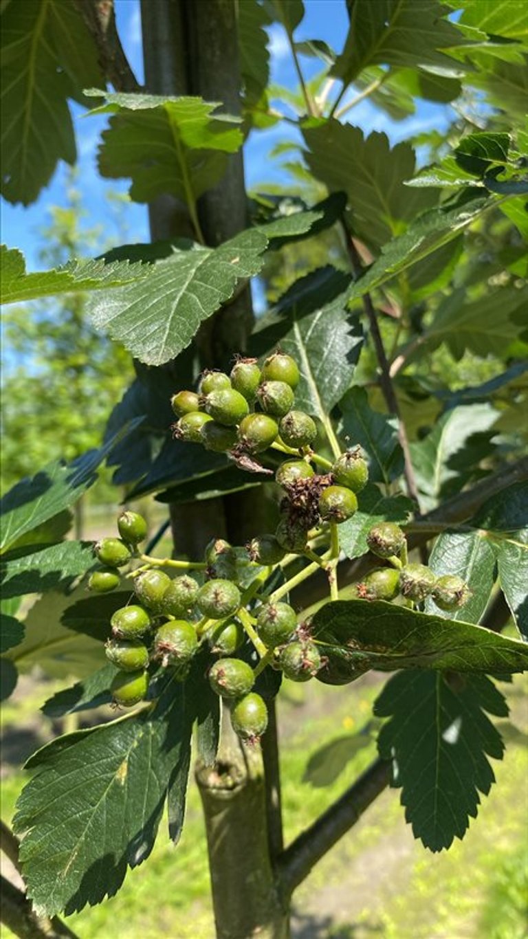 Sorbus intermedia