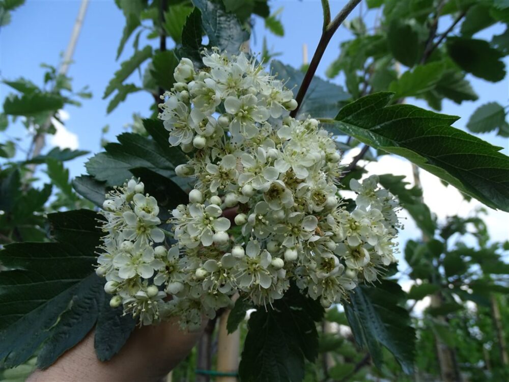 Sorbus intermedia