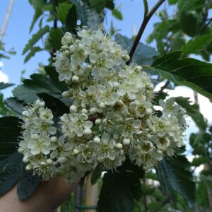 Sorbus intermedia