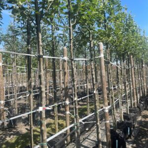 Sorbus latifolia ‘Henk Vink’