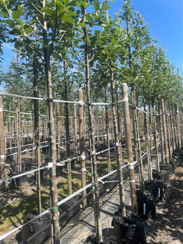 Sorbus latifolia ‘Henk Vink’