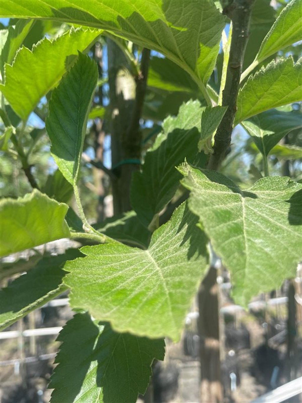 Sorbus latifolia ‘Henk Vink’