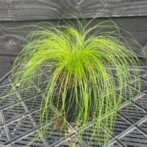 Stipa tenuissima ‘Ponytails’