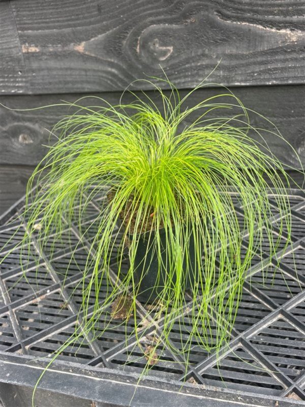 Stipa tenuissima ‘Ponytails’