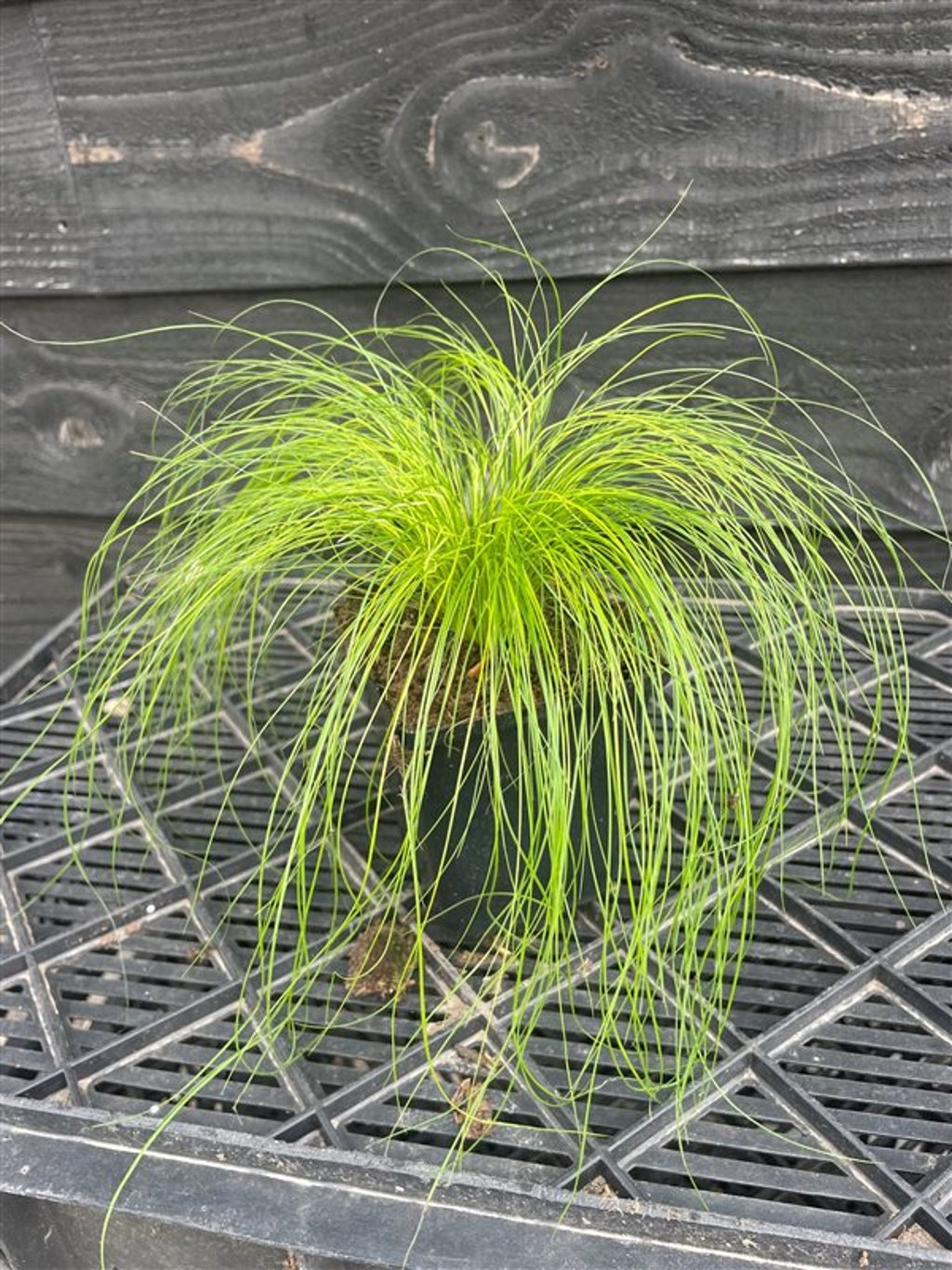 Stipa tenuissima ‘Ponytails’