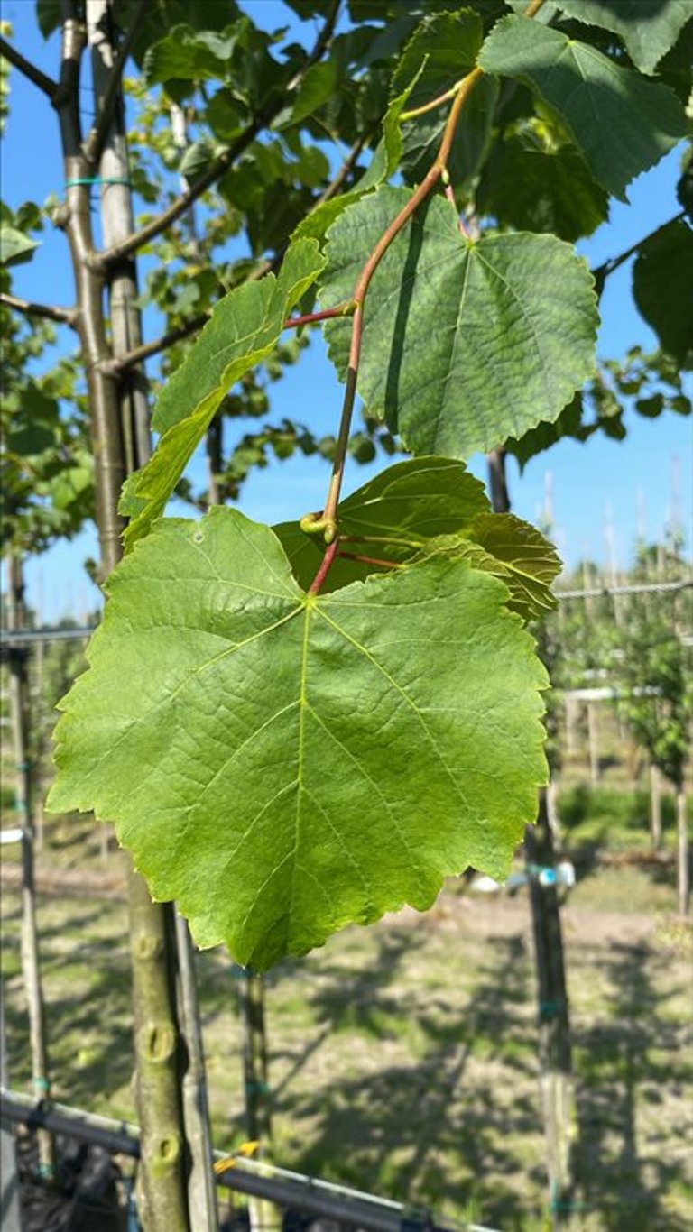 Tilia cordata