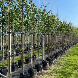 Tilia cordata ‘Greenspire’