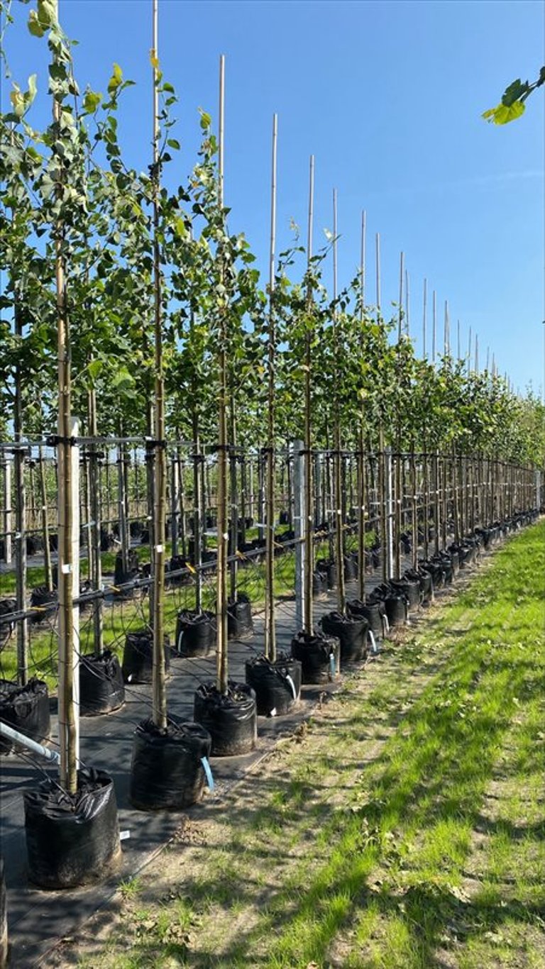 Tilia cordata ‘Greenspire’