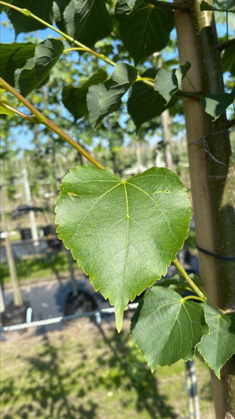 Tilia cordata ‘Greenspire’