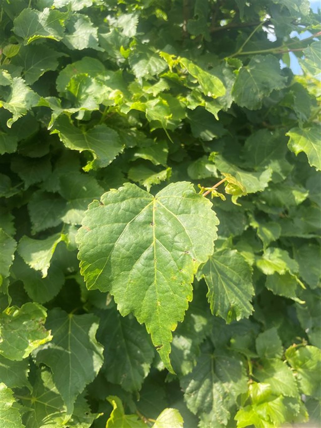 Tilia cordata ‘Lico’