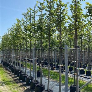 Tilia cordata ‘Winter Orange’