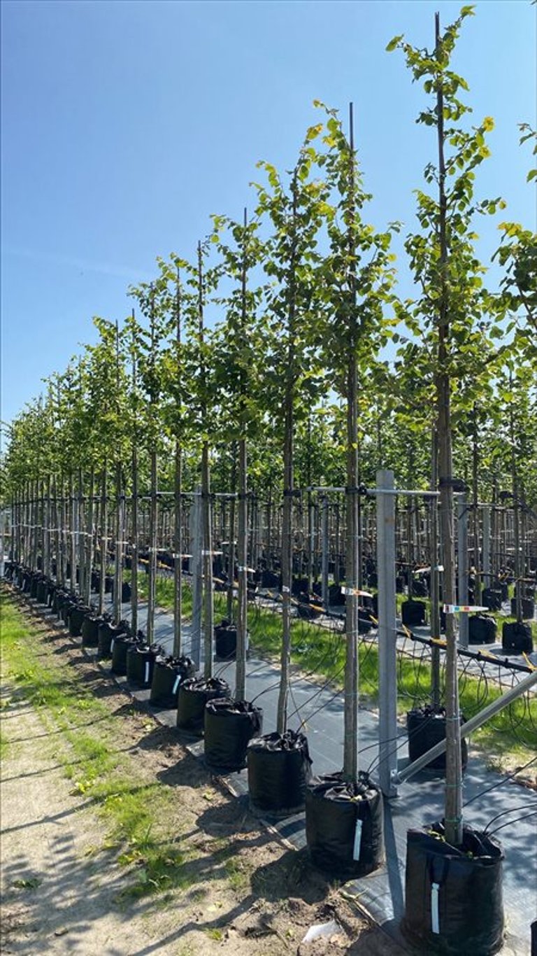Tilia cordata ‘Winter Orange’