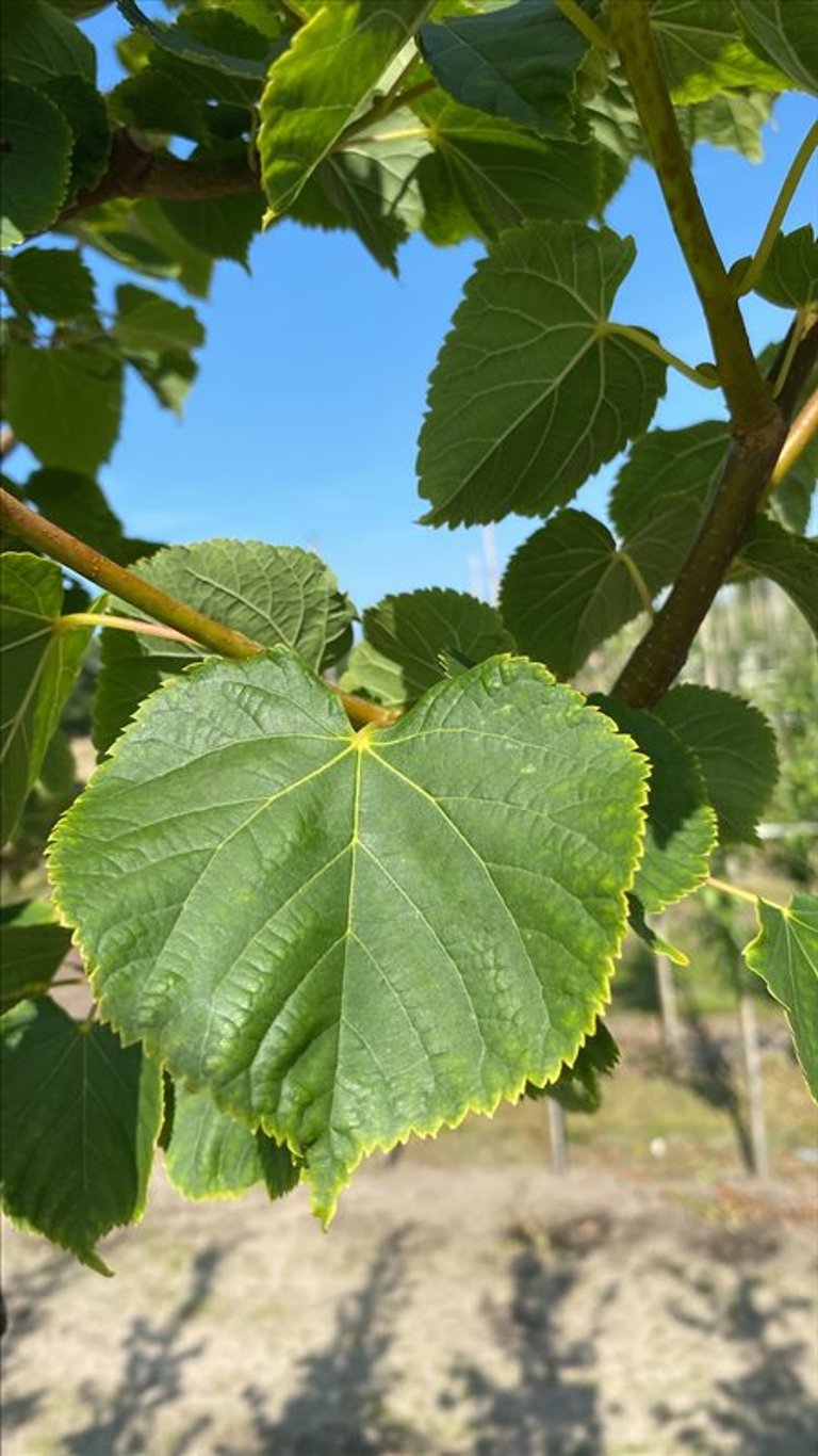 Tilia cordata ‘Winter Orange’