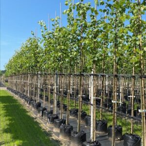 Tilia europaea ‘Pallida’