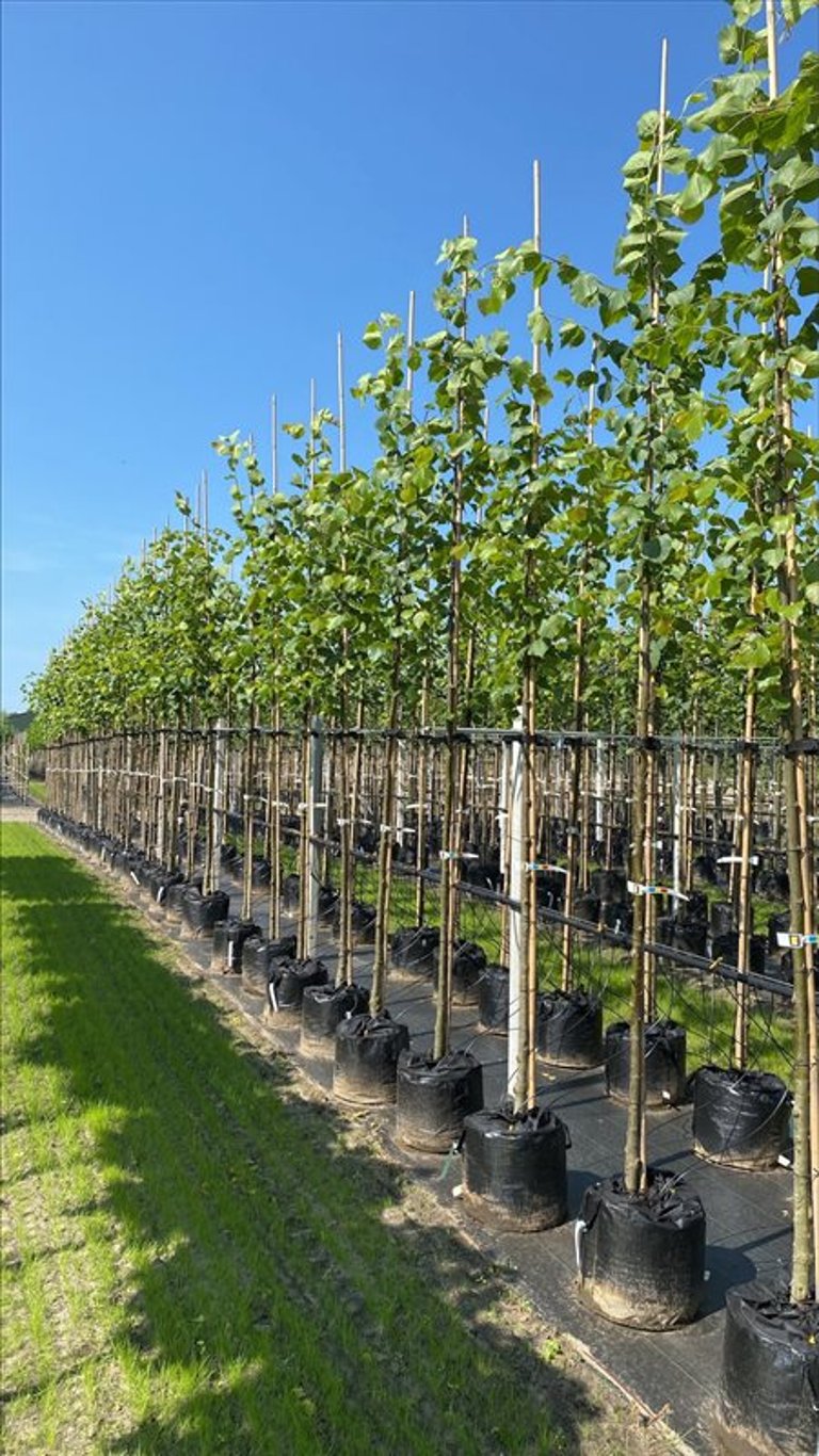 Tilia europaea ‘Pallida’