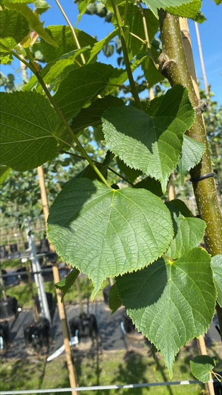 Tilia europaea ‘Pallida’