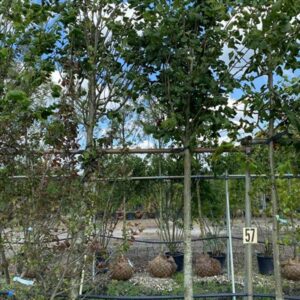 Tilia plat. ‘Rubra’