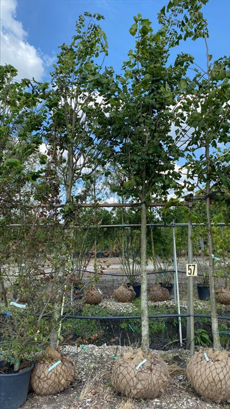 Tilia plat. ‘Rubra’