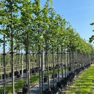 Tilia platyphyllos