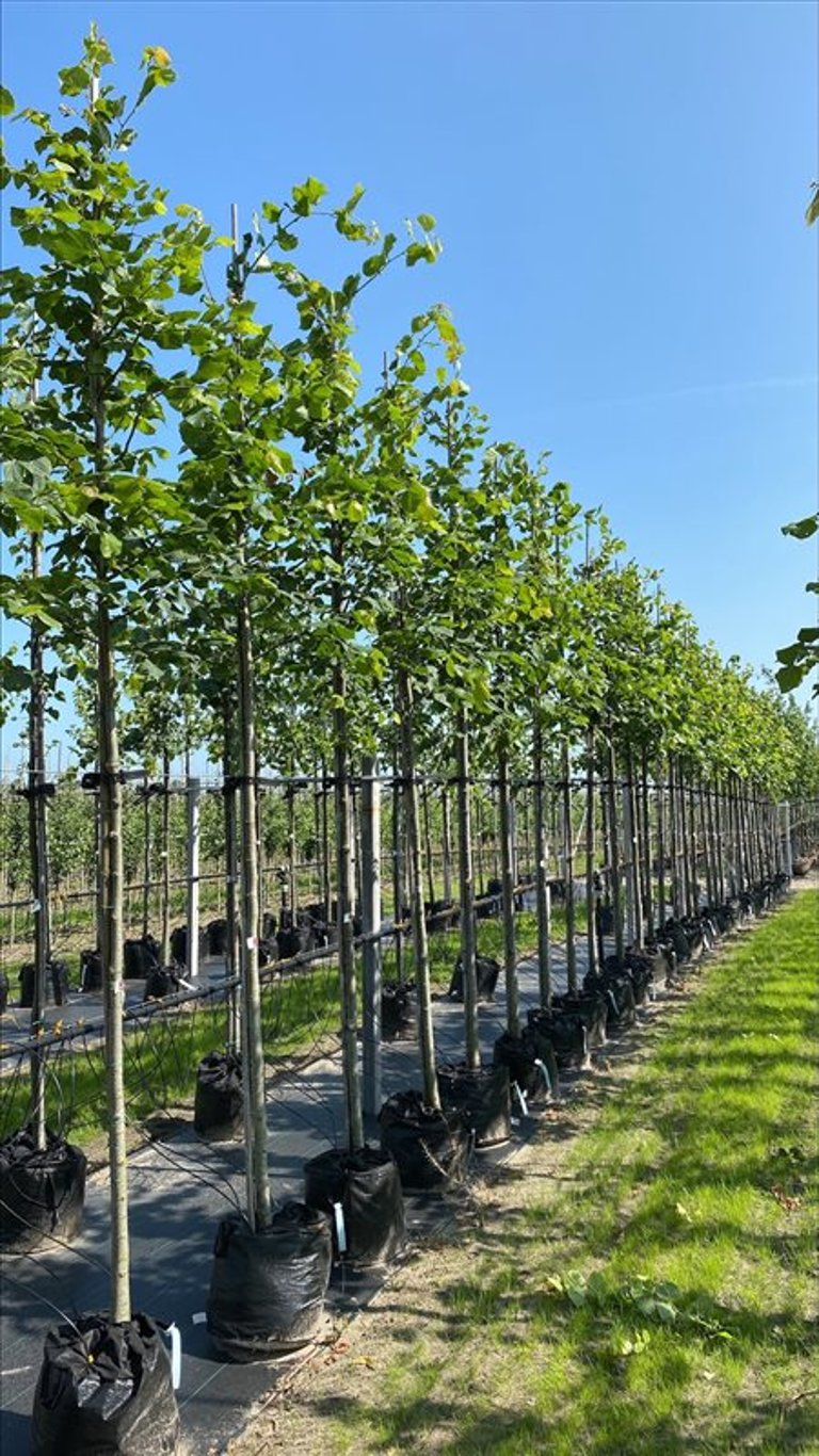 Tilia platyphyllos