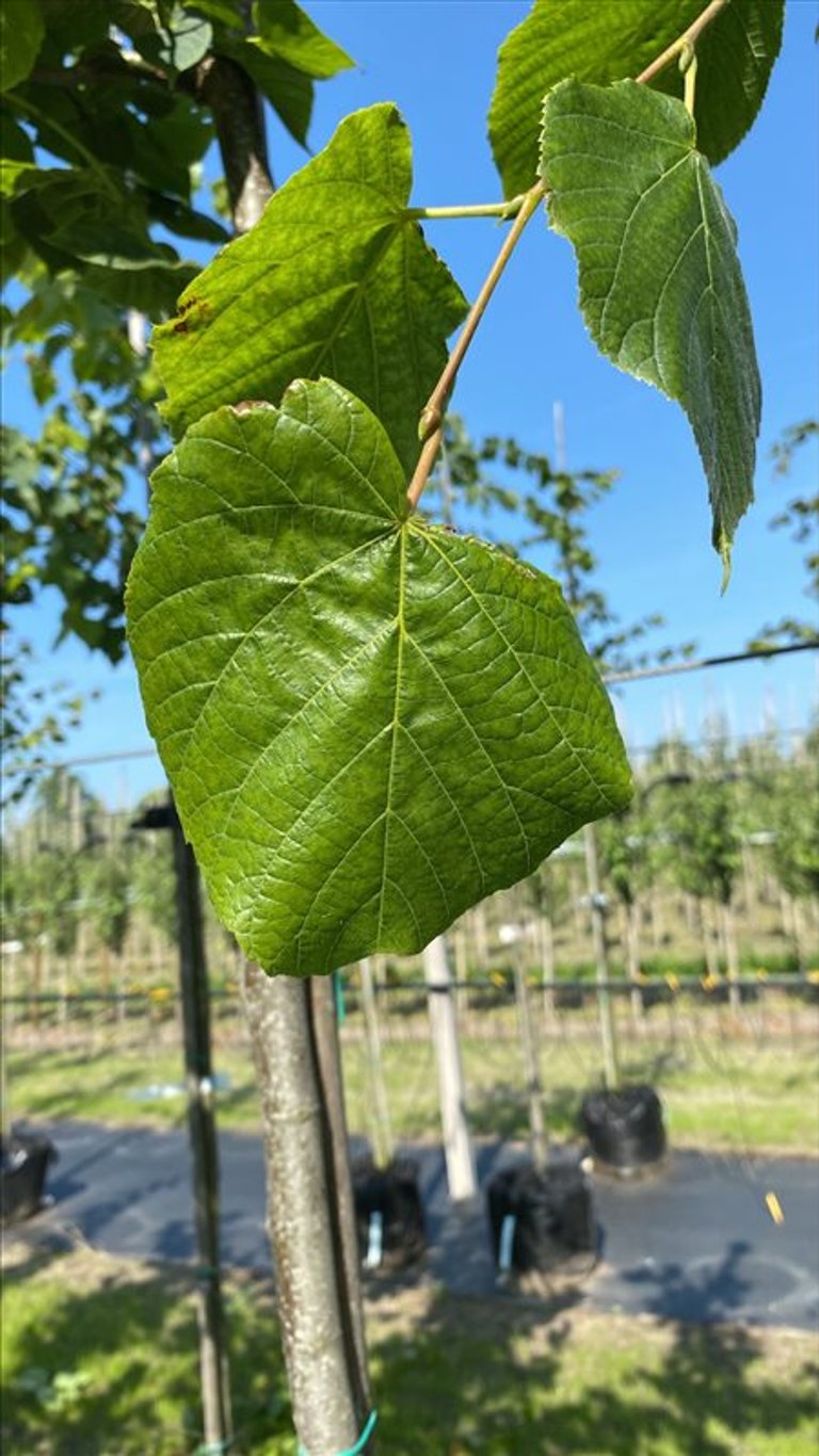 Tilia platyphyllos