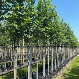 Ulmus glabra
