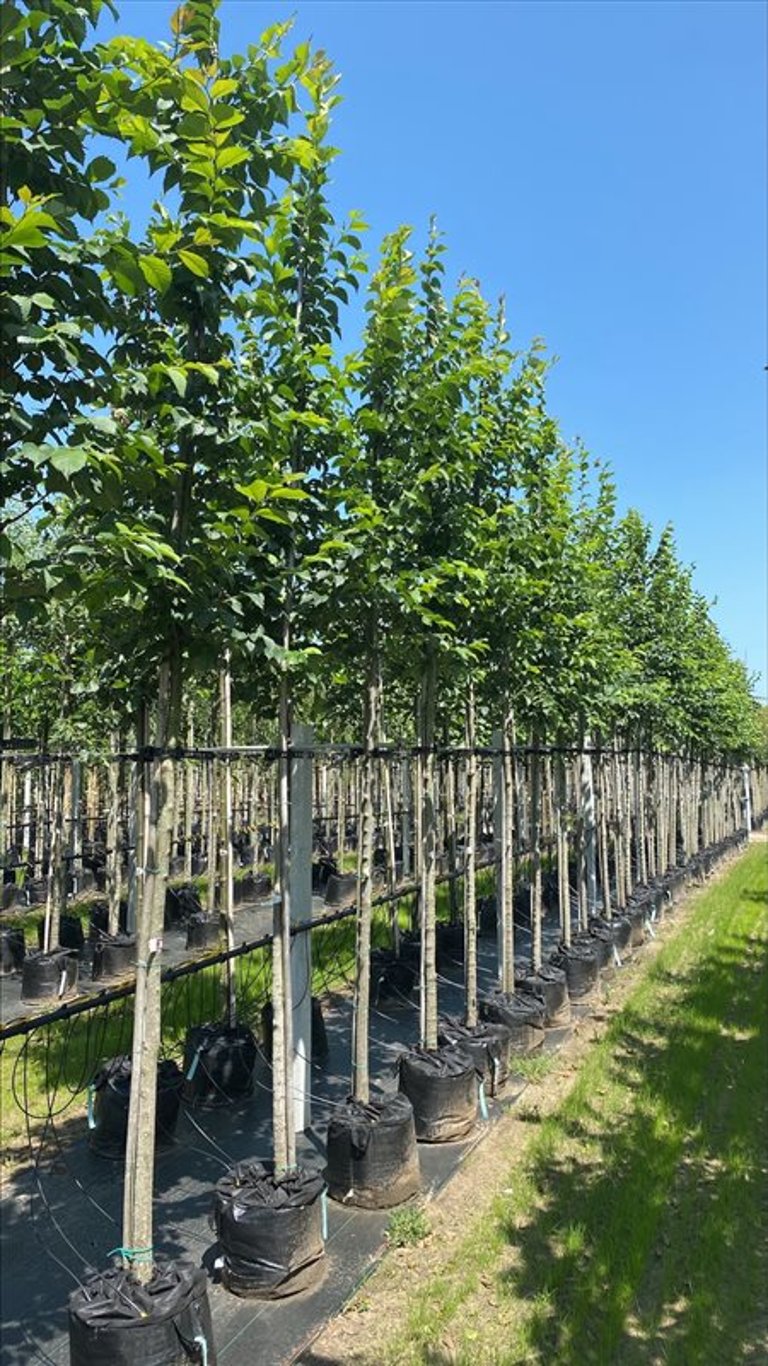 Ulmus glabra