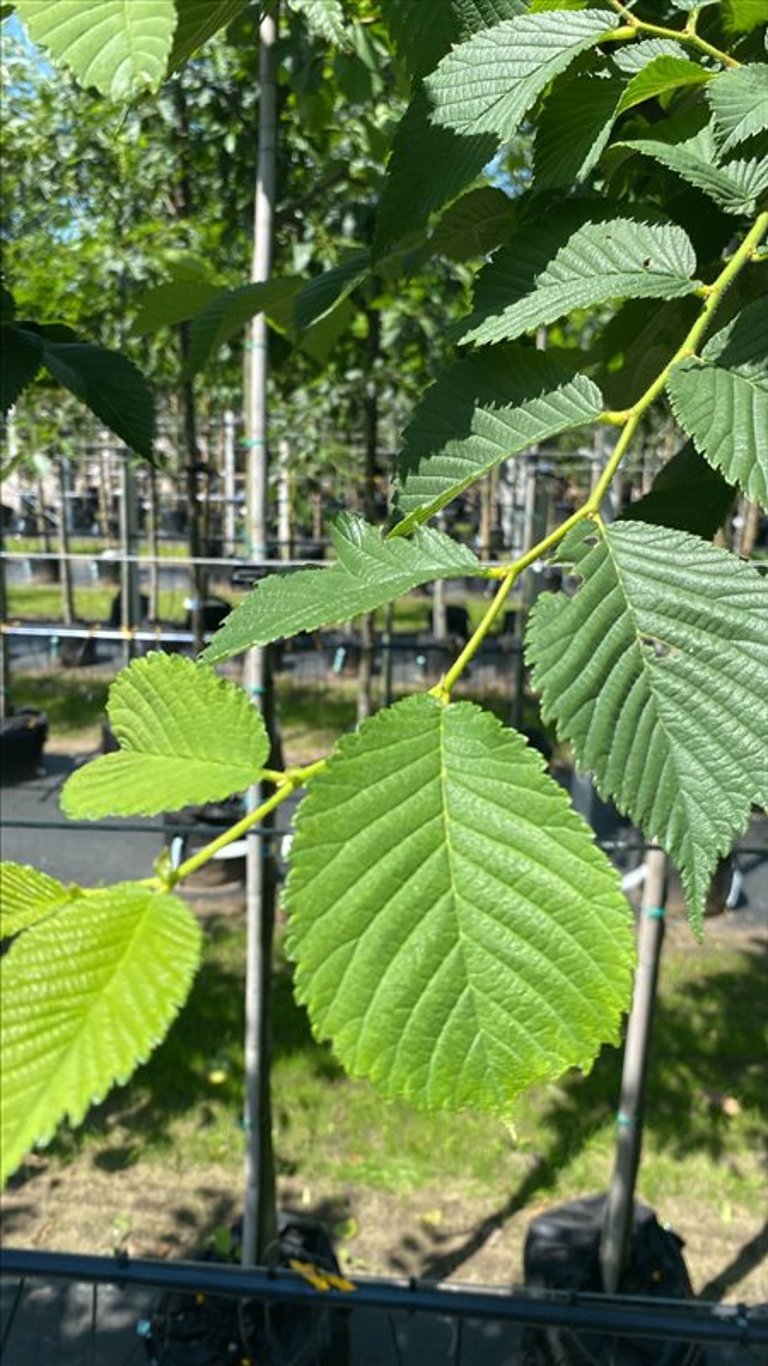 Ulmus glabra