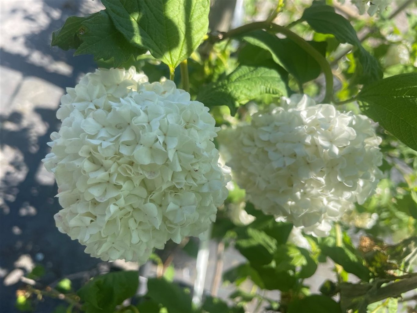 Viburnum opulus ‘Roseum’