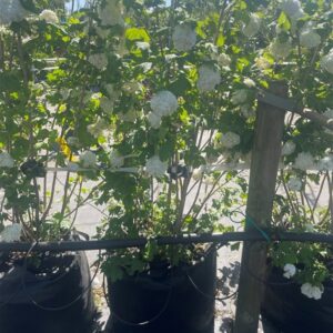 Viburnum opulus ‘Roseum’