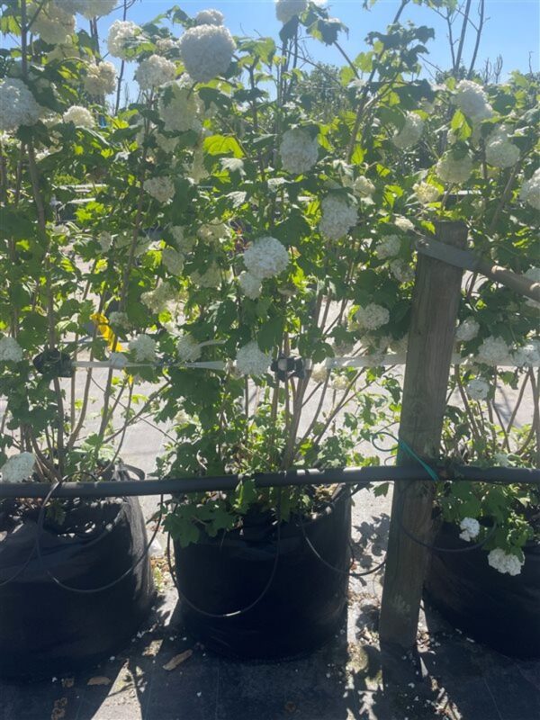 Viburnum opulus ‘Roseum’