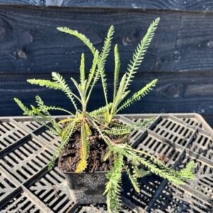 Achillea ‘Terracotta’