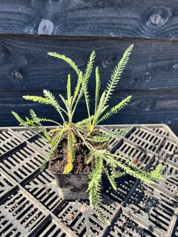 Achillea ‘Terracotta’